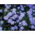 Őszirózsa (Aster)