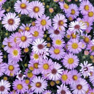 Aster divaricatus Marjorie - Évelő őszirózsa