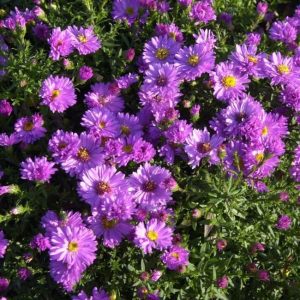 Aster divaricatus Nesthaekchen - Évelő őszirózsa