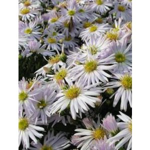 Aster divaricatus Oktoberschneekuppel - Évelő őszirózsa