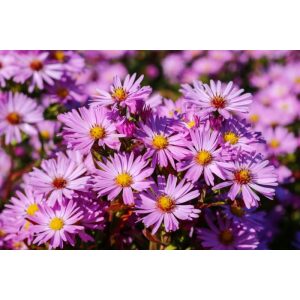 Aster divaricatus Peter Pan - Évelő őszirózsa