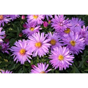 Aster divaricatus Rosa Zwerg - Évelő őszirózsa