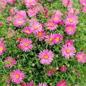 Aster dumosus Woods Pink - Évelő őszirózsa