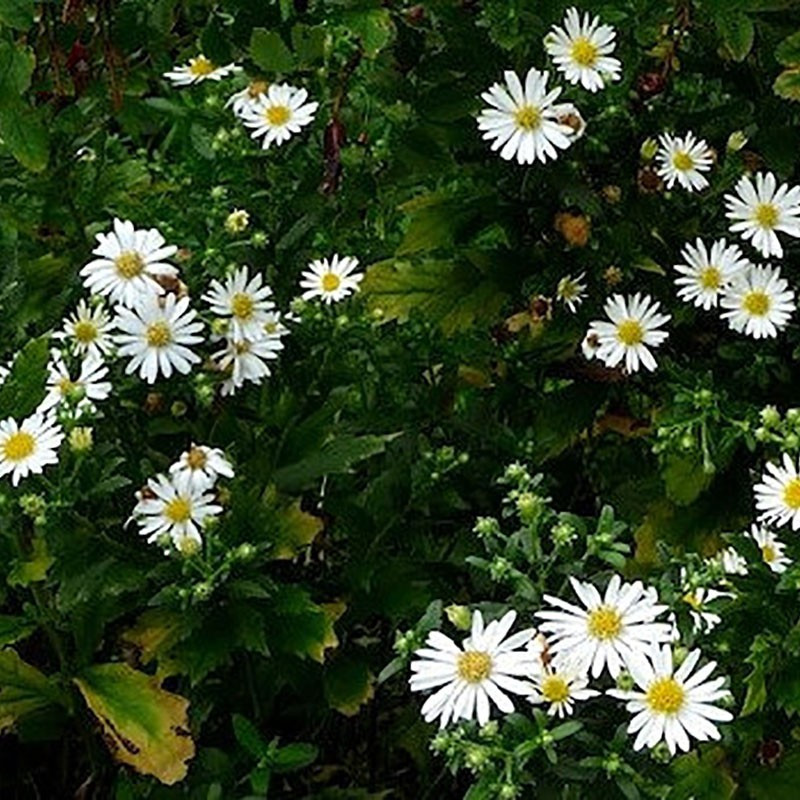 Aster ageratoides 'Ashvi' - Ázsiai őszirózsa - Kir