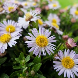 Aster ageratoides Asmo - Ázsiai őszirózsa