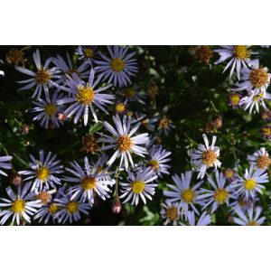 Aster ageratoides Blaukuppel - Ázsiai őszirózsa