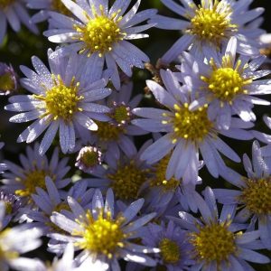 Aster ageratoides Stardust - Ázsiai őszirózsa