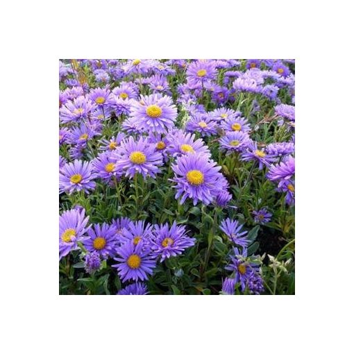 Aster alpinus Dunkle Schöne - Havasi őszirózsa