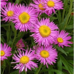 Aster alpinus Pinkie - Havasi őszirózsa