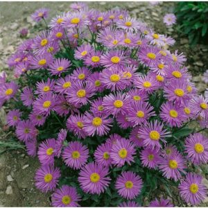 Aster alpinus Violet - Havasi őszirózsa