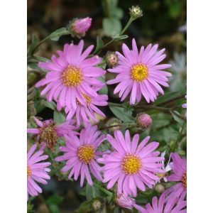 Aster amellus Sonia - Csillagőszirózsa