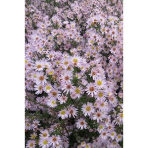 Aster Anjas Choice - Évelő őszirózsa