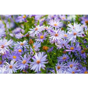 Aster cordifolius Little Carlow - Szívlevelű őszirózsa