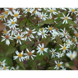 Aster divaricatus Tradescant - Fehér őszirózsa