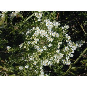 Aster ericoides - Tűlevelű őszirózsa