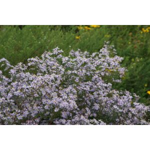 Aster ericoides Erlkönig - Tűlevelű őszirózsa