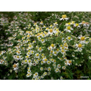 Aster ericoides Golden Spray - Tűlevelű őszirózsa