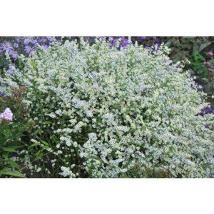 Aster ericoides Weisser Zwerg - Tűlevelű őszirózsa