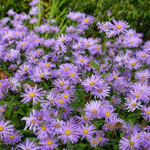 Aster frikartii Mönch - Évelő őszirózsa