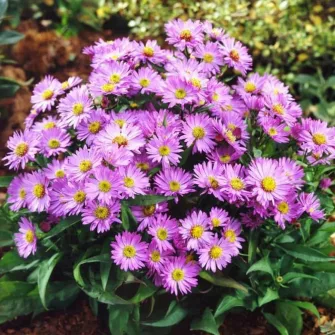 Őszirózsa (Aster)
