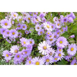 Aster JS Barts Blue Beauty - Évelő őszirózsa