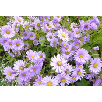 Őszirózsa (Aster)