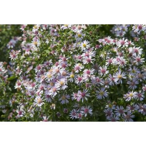 Aster laterifolius Coombe Fishacre - Évelő őszirózsa