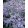 Aster macrophyllus Twilight - Nagylevelű őszirózsa