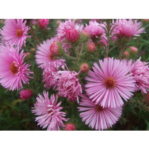   Aster novae-angliae Anabelle de Chazal - Mirigyes őszirózsa