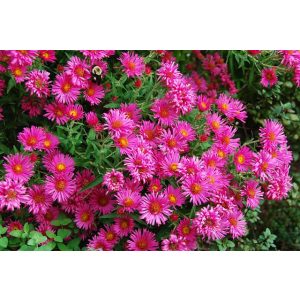   Aster novae-angliae And. an Alma Pötschke - Mirigyes őszirózsa