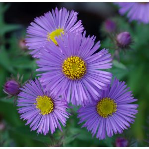 Aster novae-angliae Barrs Blue - Mirigyes őszirózsa