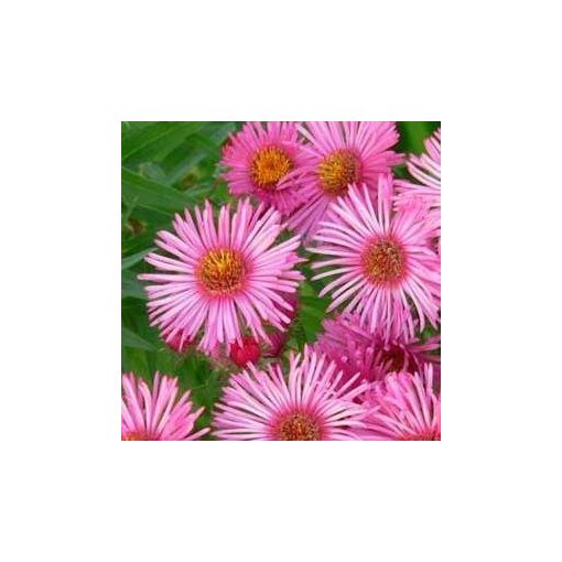 Aster novae-angliae Barrs Pink - Mirigyes őszirózsa