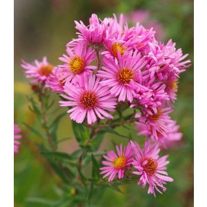 Aster novae-angliae Harringtons Pink - Mirigyes őszirózsa