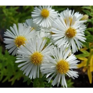 Aster novae-angliae Herbstschnee - Mirigyes őszirózsa