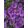 Aster novae-angliae Purple Dome - Mirigyes őszirózsa