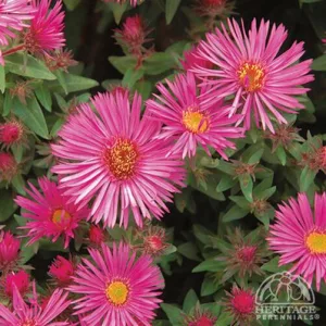 Aster novae-angliae Vibrant Dome - Mirigyes őszirózsa