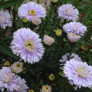 Aster novi-belgii Brigitte - Kopasz őszirózsa