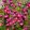 Aster novi-belgii Crimson Brocade - Kopasz őszirózsa