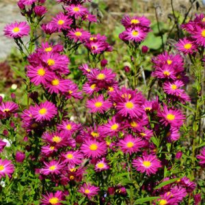 Aster novi-belgii Crimson Brocade - Kopasz őszirózsa