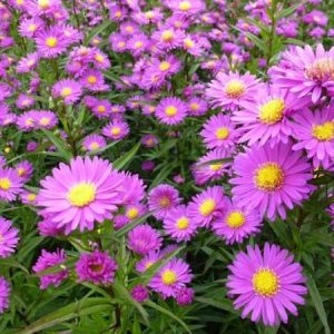 Aster novi-belgii Karminkuppel - Kopasz őszirózsa