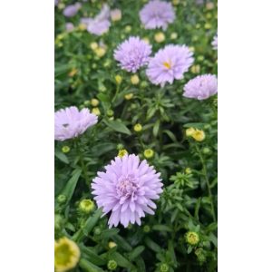 Aster novi-belgii Porzellan - Kopasz őszirózsa