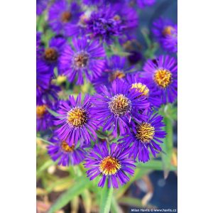 Aster novi-belgii Violetta - Kopasz őszirózsa