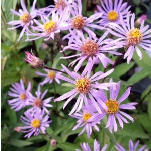 Aster radula August Sky - Évelő őszirózsa