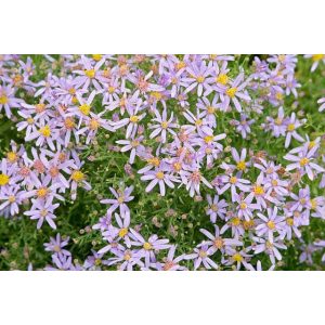 Aster sedifolius Nanus - Évelő őszirózsa