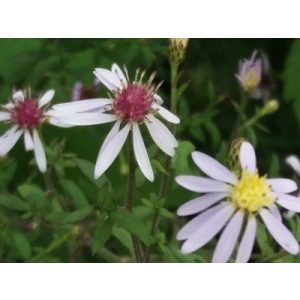 Aster spectabilis Ile de Montreal - Évelő őszirózsa