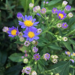 Aster tataricus Jindal - Évelő őszirózsa