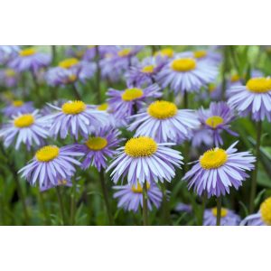 Aster tongolensis Berggarten - Évelő őszirózsa