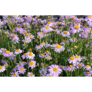 Aster tongolensis Wartburgstern - Évelő őszirózsa