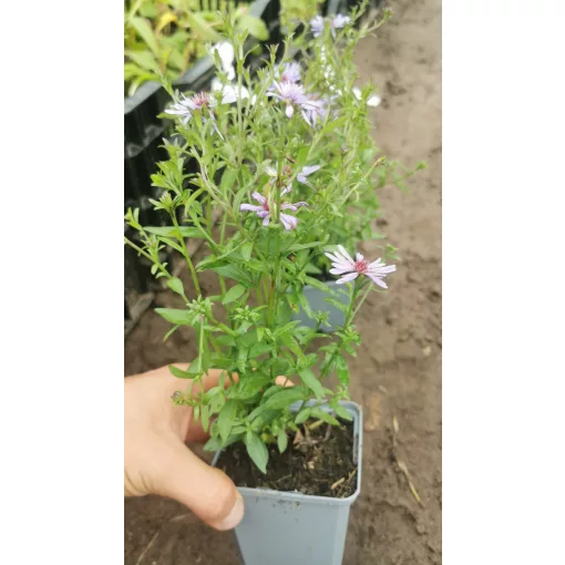 Aster Treffpunkt - Évelő őszirózsa