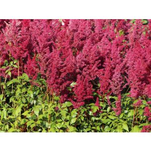 Astilbe arendsii Glut - Tollbuga